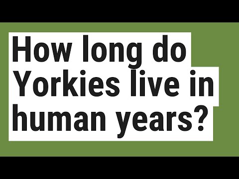How long do Yorkies live in human years?