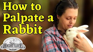 IS YOUR RABBIT PREGNANT? 4 ways to check and see if your rabbit is bred.