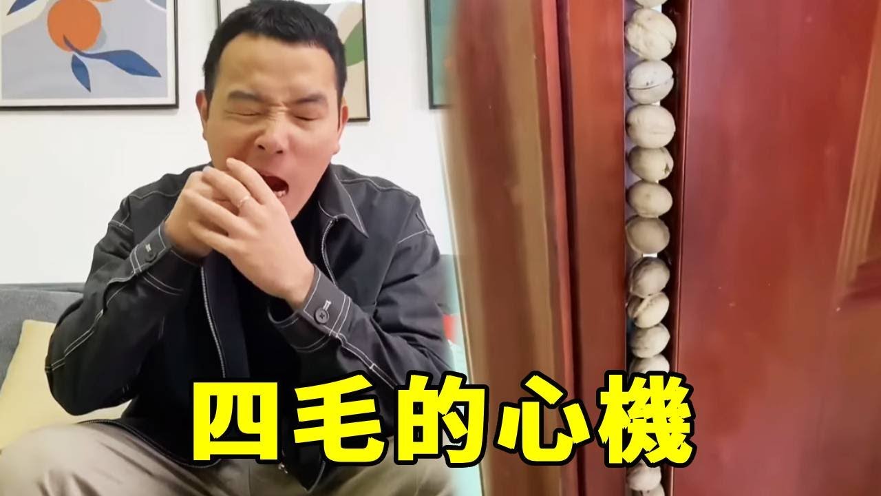 四毛好心辦壞事！幫毛爸開核桃，結果誤傷打遊戲的老爸，這下慘了～【起错名的四毛】