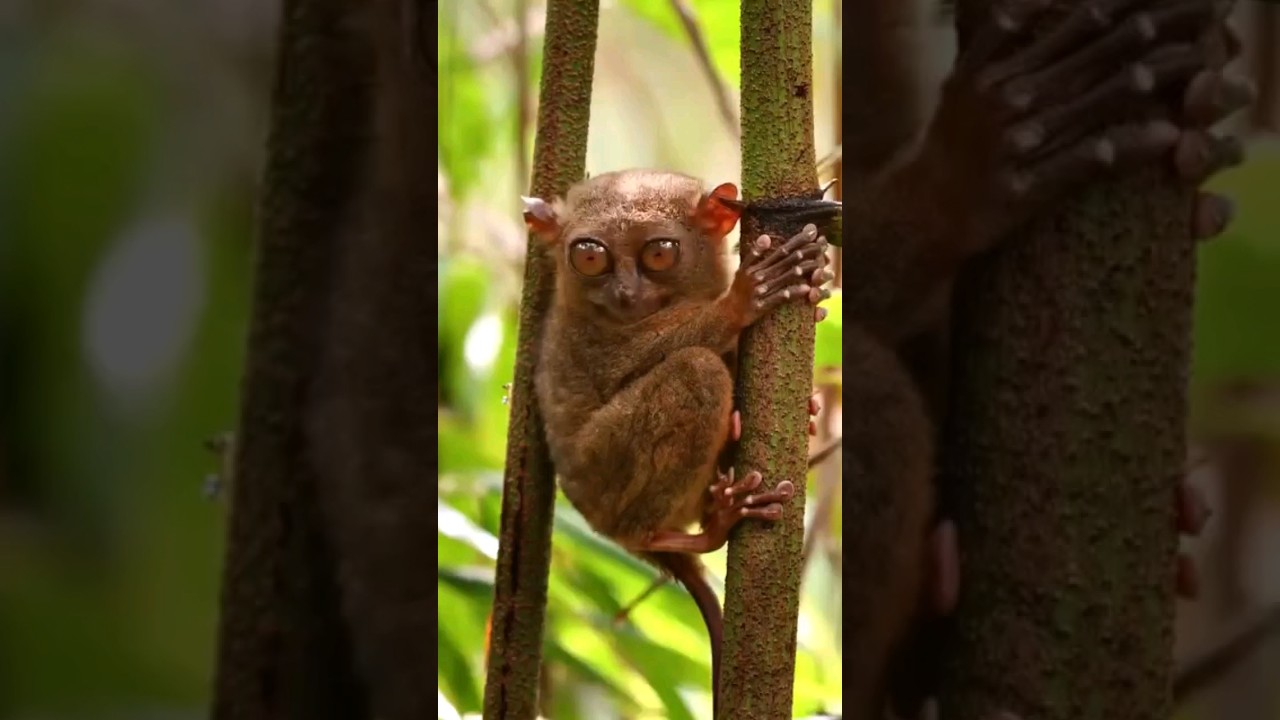 The Horsfield's Tarsier