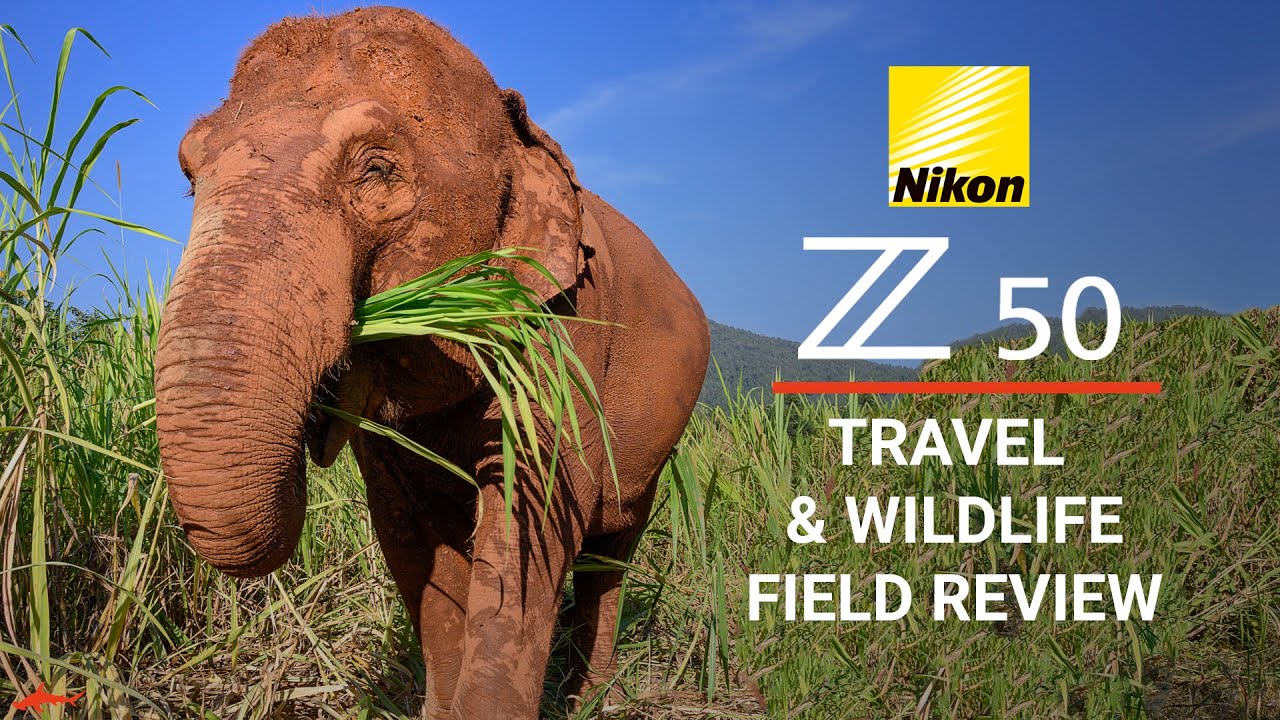 Download Nikon Z50 Honest Field Review // Travel & Wildlife Photography