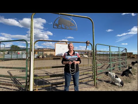 Training your dog to work livestock: Balance and Commands