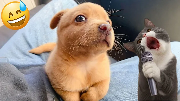 Video 11881731: funnycats cutecats, funniest cats dogs