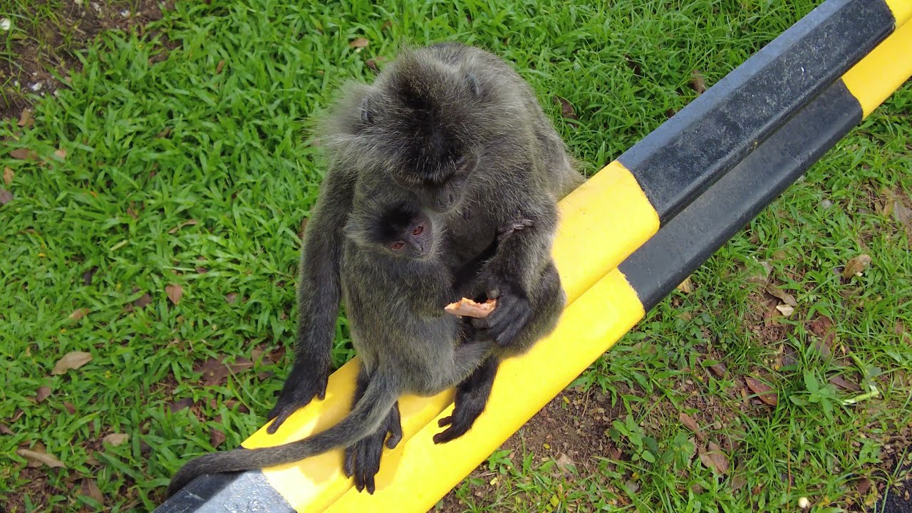 Silvered Leaf Monkeys In 4k | Bukit Melawati | Malaysia | (Must See)