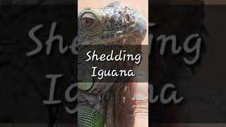 Shedding Iguana | Iguana Ganti Kulit