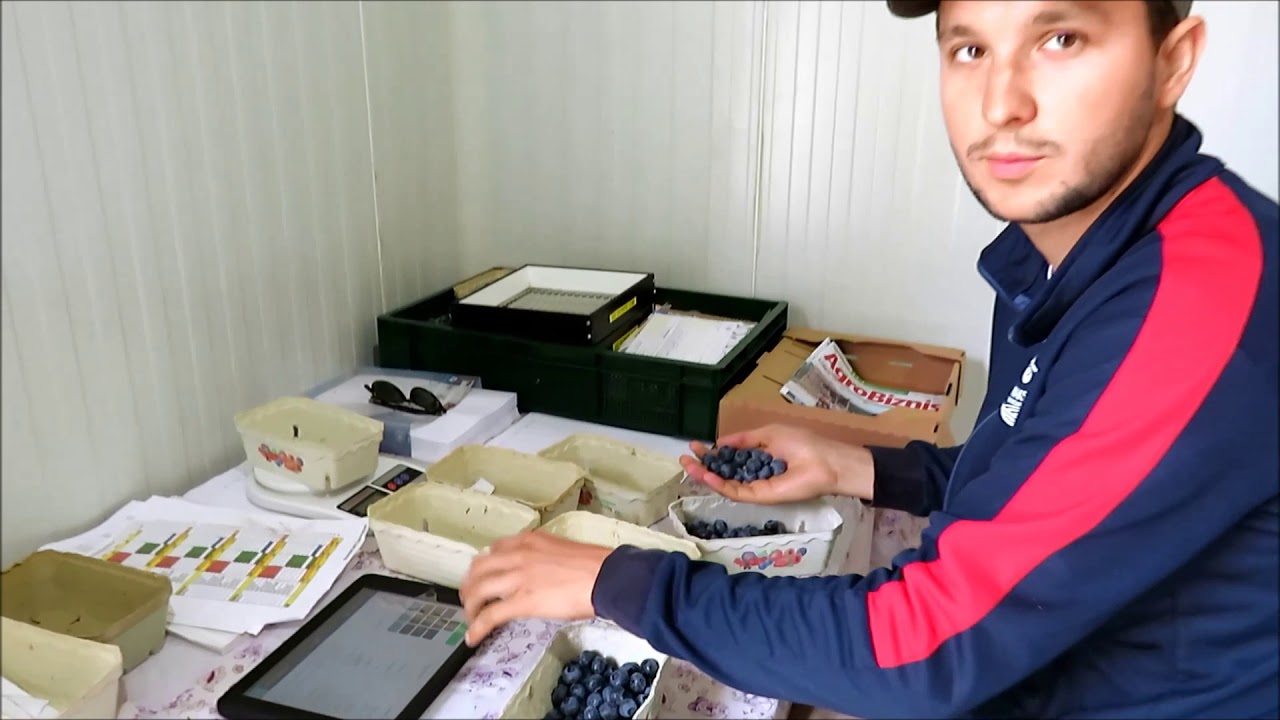 Cena kvalitet i otkup borovnice