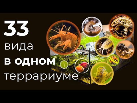 ОГРОМНЫЙ ТЕРРАРИУМ  ПОЛГОДА СПУСТЯ, КУЧА НОВЫХ ОБИТАТЕЛЕЙ!