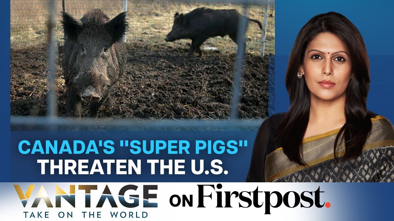 Canada's "Super Pigs" Threaten America | Vantage with Palki Sharma