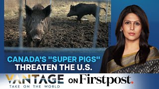 Canada's 'Super Pigs' Threaten America | Vantage with Palki Sharma