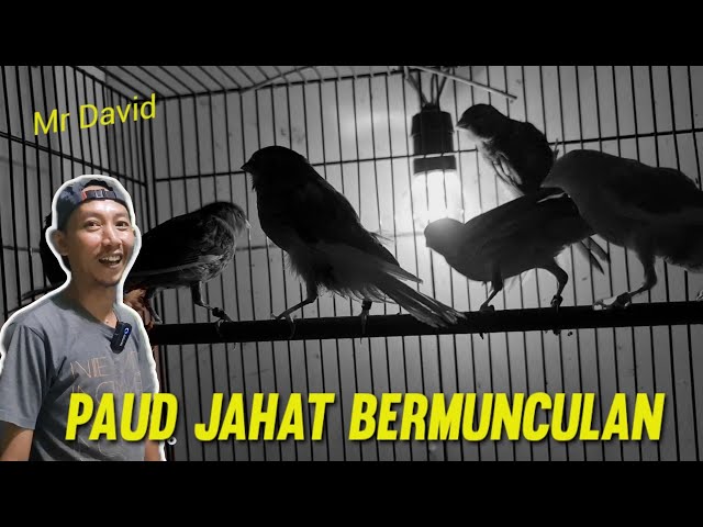 FULL PENGHIJAUAN‼️KARNA MUSIM HUJAN BERSAMA ( Mr.David )
