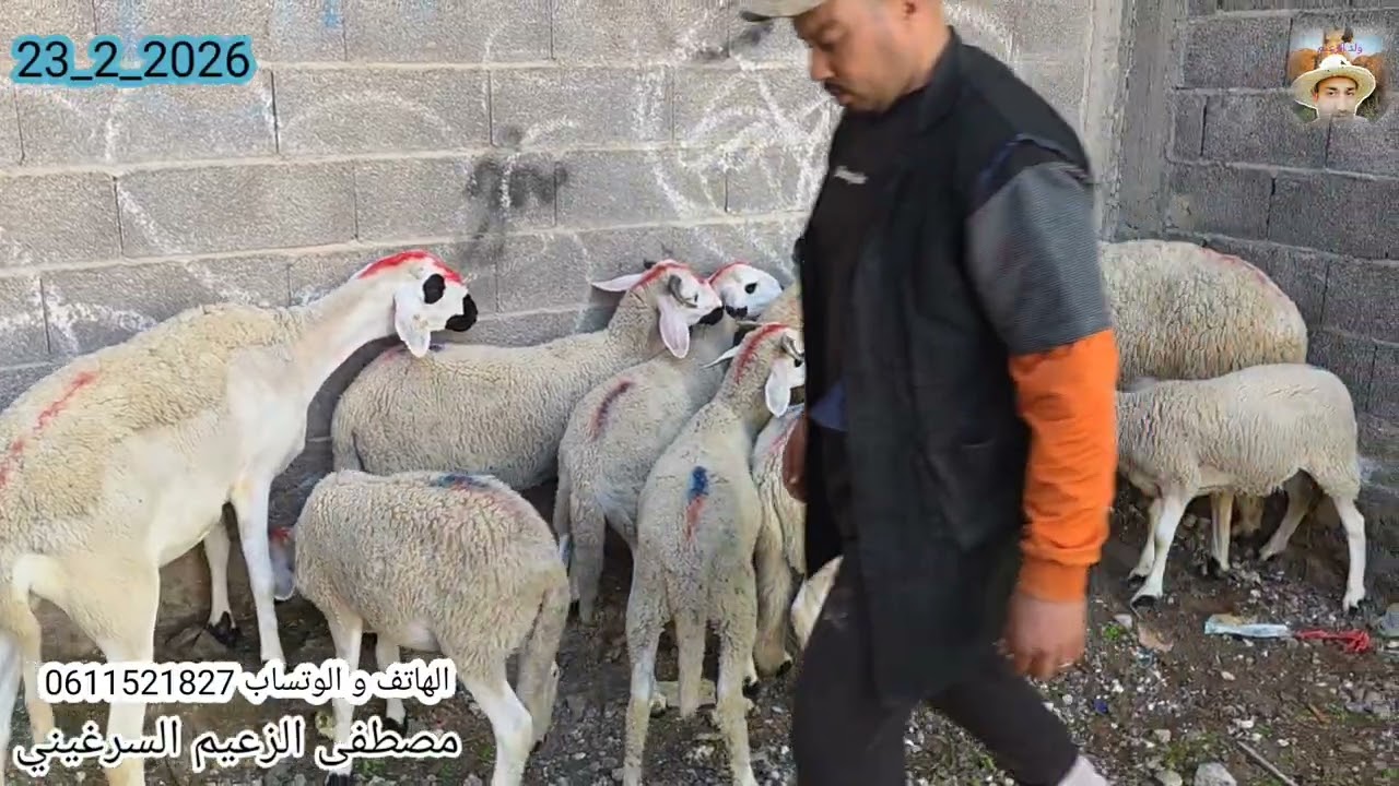 الله الله ماشاء الله #لمشرا_يتنزه 3 نعجات متومات و ضارات على ولادهم و 3 فحولا 23/2/2026