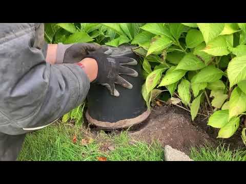 Video: Sådan Beskytter Du Din Have Mod Muldvarper