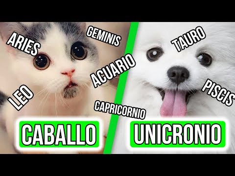 Video: ¿Qué Mascota Es Adecuada Para El Signo Del Zodíaco?