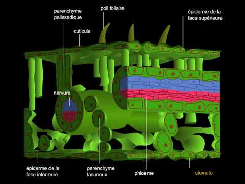 Vidéo: Quelle est la structure interne d'une feuille ?