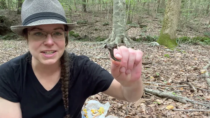 Delicious to deadly: How to ID 13 mushrooms, from ...