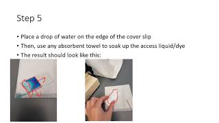 How to Stain a Cheek Cell Video Rachel Baker