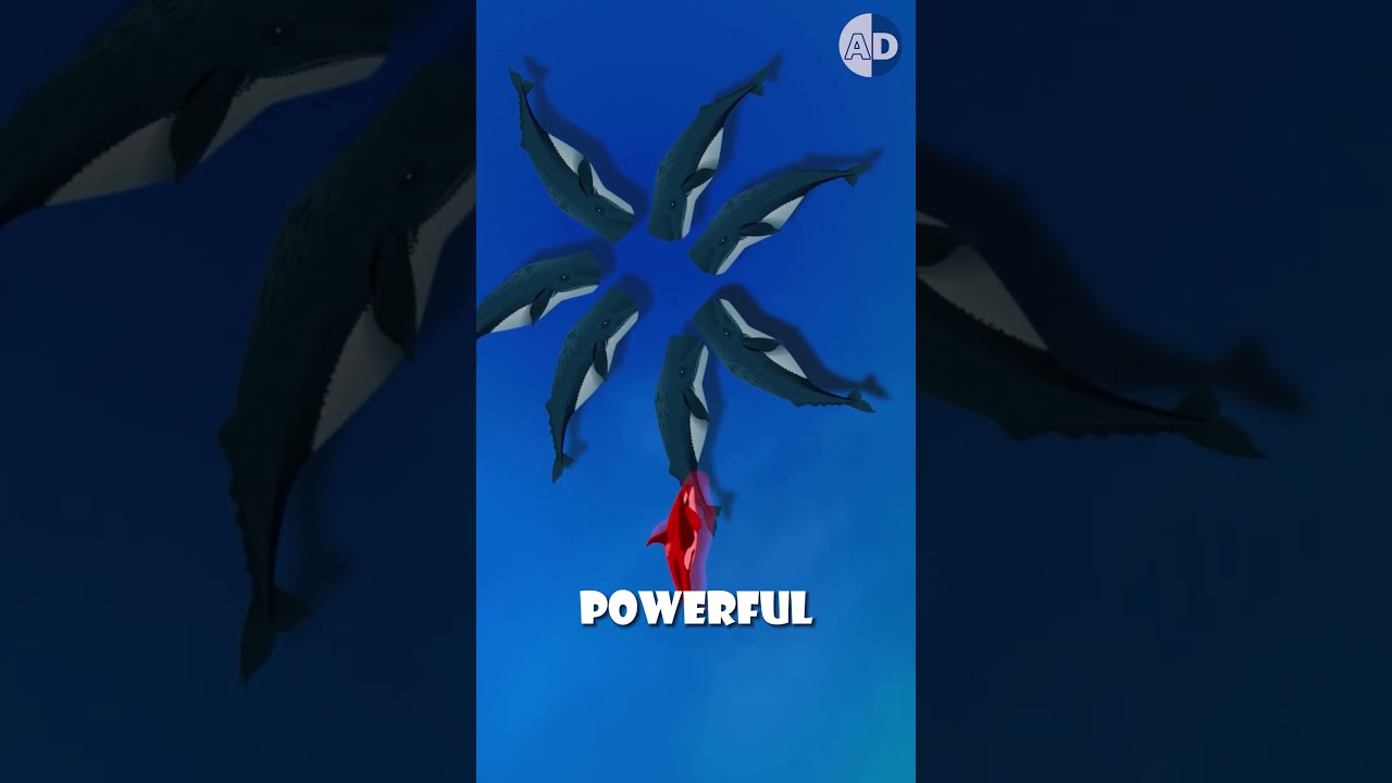 Do Sperm Whales Actually Beat Killer 