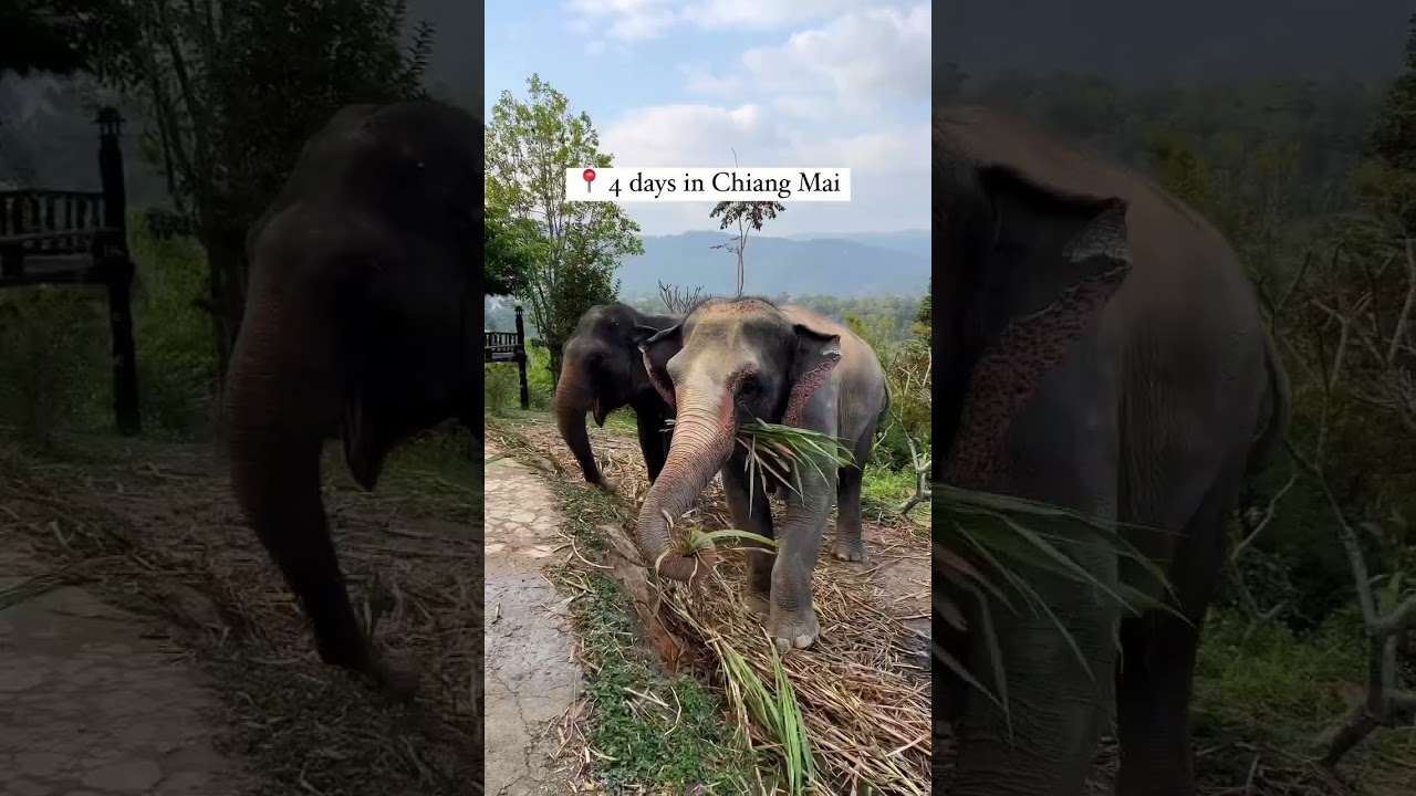 perfect two week thailand itinerary ☁️ #travel #thailandtrip #bucketlistdestination