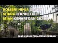 Kolibri Ninja Gacor Suara Jernih Full Isian Kenari Dan Cililin Mp3 - Mp4 Download