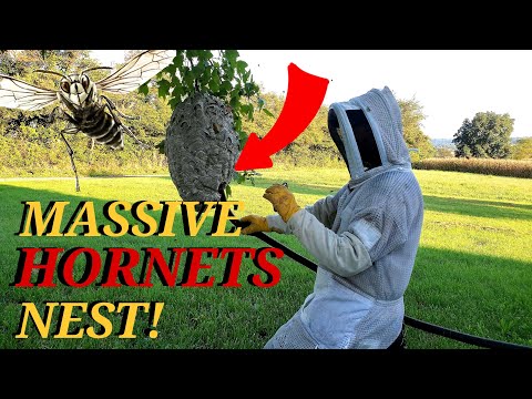 Massive Hornets Nest