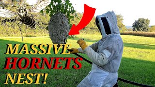 Massive Hornets Nest Removed From A Tree | Wasp Nest Removals