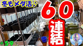 冬もメダ活！今年は60連結オーバーフロー水槽ＤＩＹ♪【前編】＃５９ ～美心めだか～