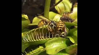 Venusfliegenfalle: (Dionaea muscipulaals)