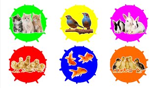 Pets : Rainbow Chick, Duckling, Goldfish, Rabbit, Kitten, Finch Bird