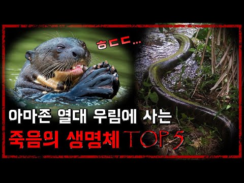 아마존 열대 우림에 사는 죽음의 생명체 TOP 5 - [무서운 이야기][괴담] - 숫노루TV