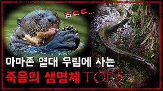 아마존 열대 우림에 사는 죽음의 생명체 TOP 5 - [무서운 이야기][괴담] - 숫노루TV