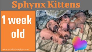 Rebel's Sphynx Kittens 1 week old by ScantilyCladSphynx 185 views 3 years ago 3 minutes, 35 seconds