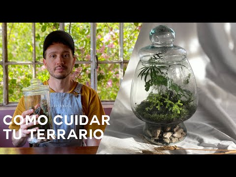 Vídeo: Cuidar una planta d'urna: informació sobre la bromelia de la planta d'urna