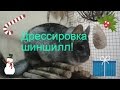 Дрессировка шиншиллы. Возможно?