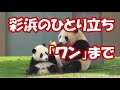 彩浜 _赤ちゃんパンダから「ワン」まで（生後1年2ヵ月ちょい）