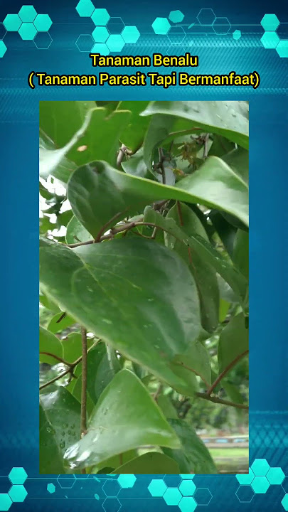Tanaman Benalu Sekarang Banyak Orang Cari Untuk Di Buat Minuman || Plants