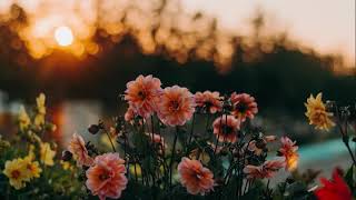 Download Lagu Johnny Stimson - Flower 1시간 재생 / Johnny Stimson - Flower 1 Hour Play MP3 Download Lagu Johnny Stimson - Flower 1시간 재생 / Johnny Stimson - Flower 1 Hour Play MP3
