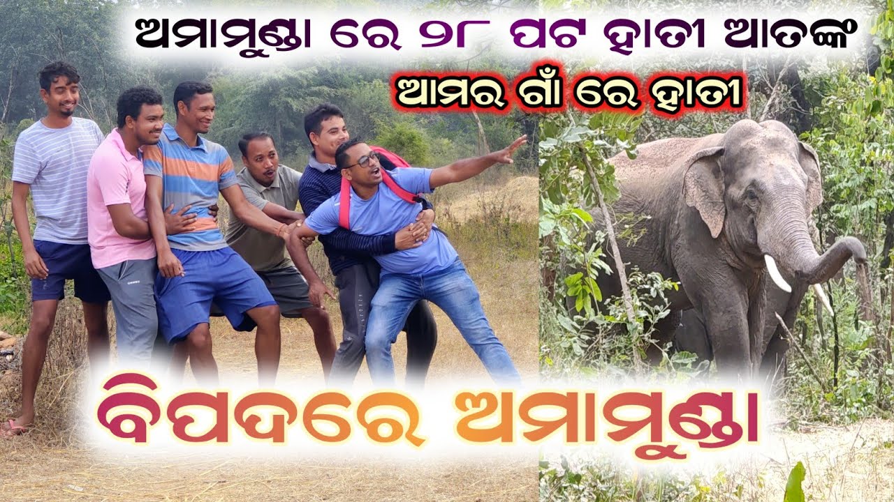 Amar Gaon Amamunda ହାତୀ ଲାଗି ବିପଦରେ || 28 ଟା ବଣୁଆ ହାତୀ ଗାଁ ତରାଥି || Danger Zone