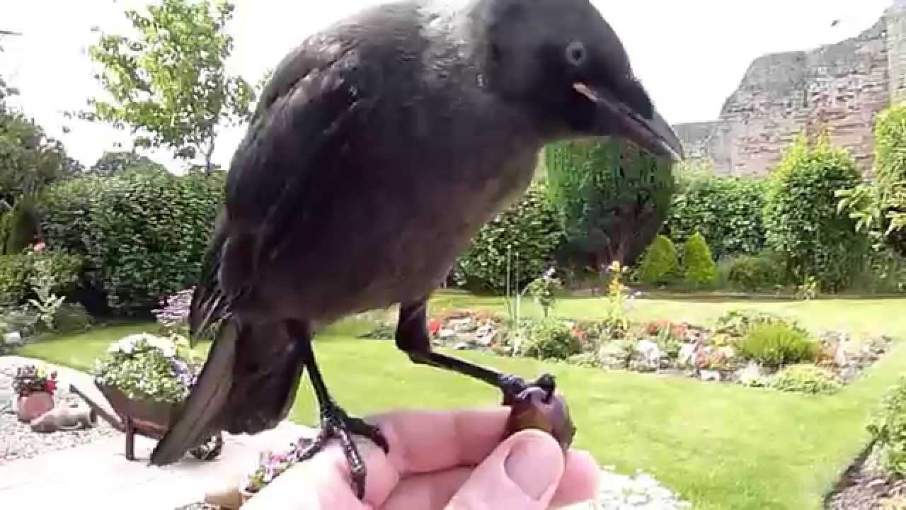 Jackdaw friendly bird. Rhuddlan Castle
