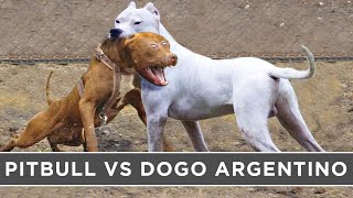 Pitbull Vs Dogo Argentino || Dogo Argentino Vs Pitbull Comparison || Game Pitbull Vs Dogo Argentino