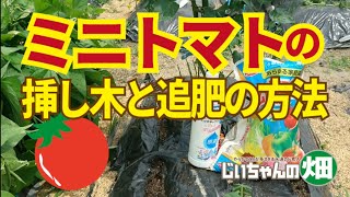 ミニトマトの追肥と挿し木。5月下旬のミニトマトの追肥の肥料の選び方と脇芽でトマトを何倍も収穫する方法。5/25