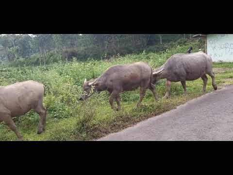 Video: Tikus Dan Rattlers: Kembali Ke Ladang Lembu Yang Bekerja - Matador Network