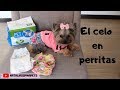 Como Manejar el Celo en perritas - Tips by Natalia Ospina