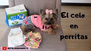 Como Manejar el Celo en perritas  Tips by Natalia Ospina