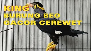 KING BURUNG BEO GACOR dan CEREWET‼️