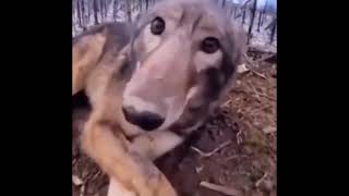 Wolf Jumpscare All Endings