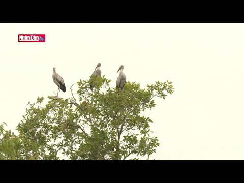 Video: Khu bảo tồn là khu bảo tồn thiên nhiên nguyên sơ được nhà nước bảo vệ