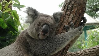 高齡無尾熊派翠克－身體機能退化離世 Good bye－Patrick The Koala