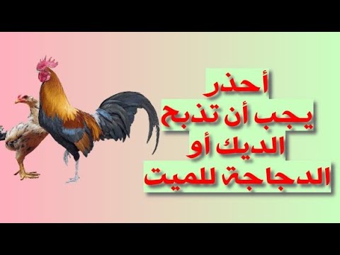 ما حكم ذبح الديك مع الأضحية وكم عدد الأضحية