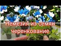 НЕМЕЗИЯ ИЗ СЕМЯН , ЧЕРЕНКОВАНИЕ. ЧТО С МОИМИ ТОМАТАМИ ? НУЖЕН ВАШ СОВЕТ.