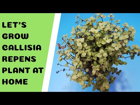 Video: Callisia Graceful And Other Callisias, Growing At Home